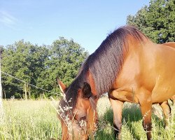 broodmare Padina (German Riding Pony, 1993, from Principal Boy)