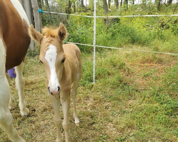 Springpferd Sir Leonard (Palomino, 2023, von Cadlanvalley Sir Ivanhoe)