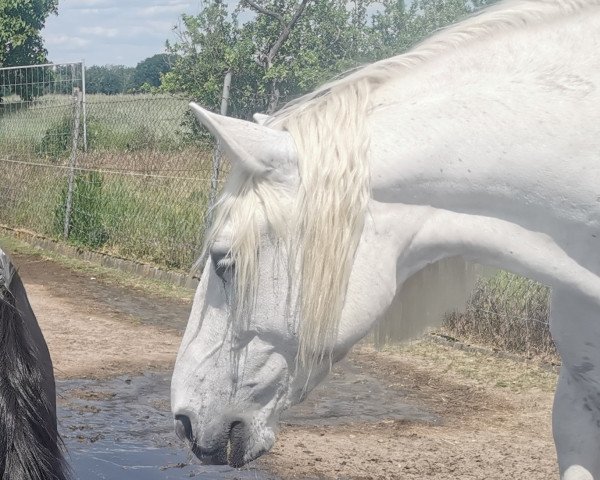 horse Feliz (Andalusians/horse of pure Spanish race, 2021)