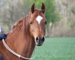 horse Shakaaro Ja (Arabian thoroughbred, 2004, from Shakaar Ibn Sanadiva ox)