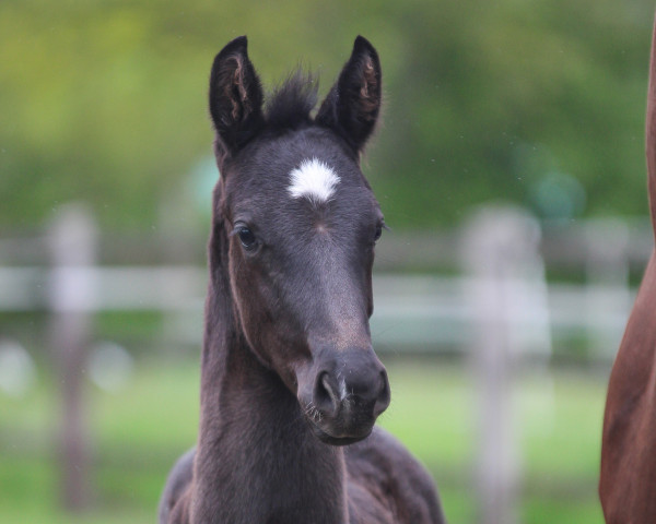 dressage horse Selina Matina (Hanoverian, 2021, from Sir Donnerhall I)