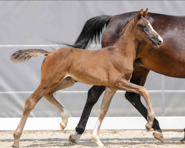 dressage horse So Lauries (Hanoverian, 2021, from So Perfect)