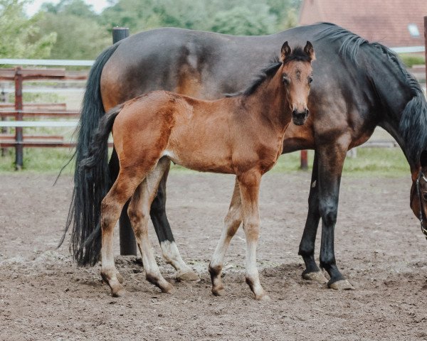 dressage horse Dynamic Feeling (Hanoverian, 2022, from Dynamic Dream)