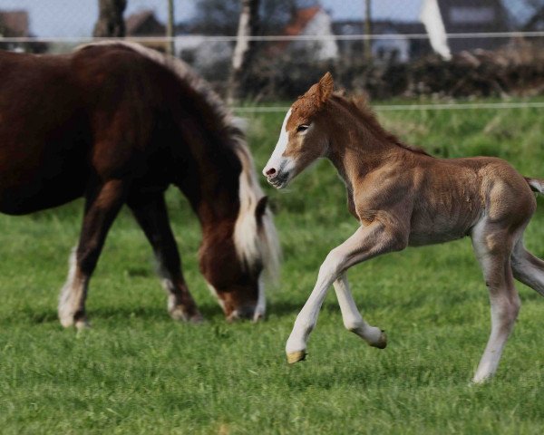 horse Feine Felizia (Black Forest Horse, 2023, from Falko)