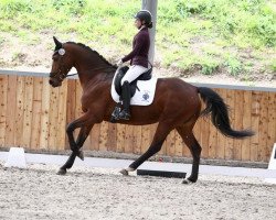 dressage horse Follow Me S 3 (Rhinelander, 2013, from Fürst Remus)