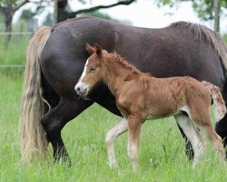 horse Fidelius (Black Forest Horse, 2023, from Fritz)