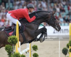 stallion Cumberland 6 (Oldenburg show jumper, 2008, from Calvaro Z)