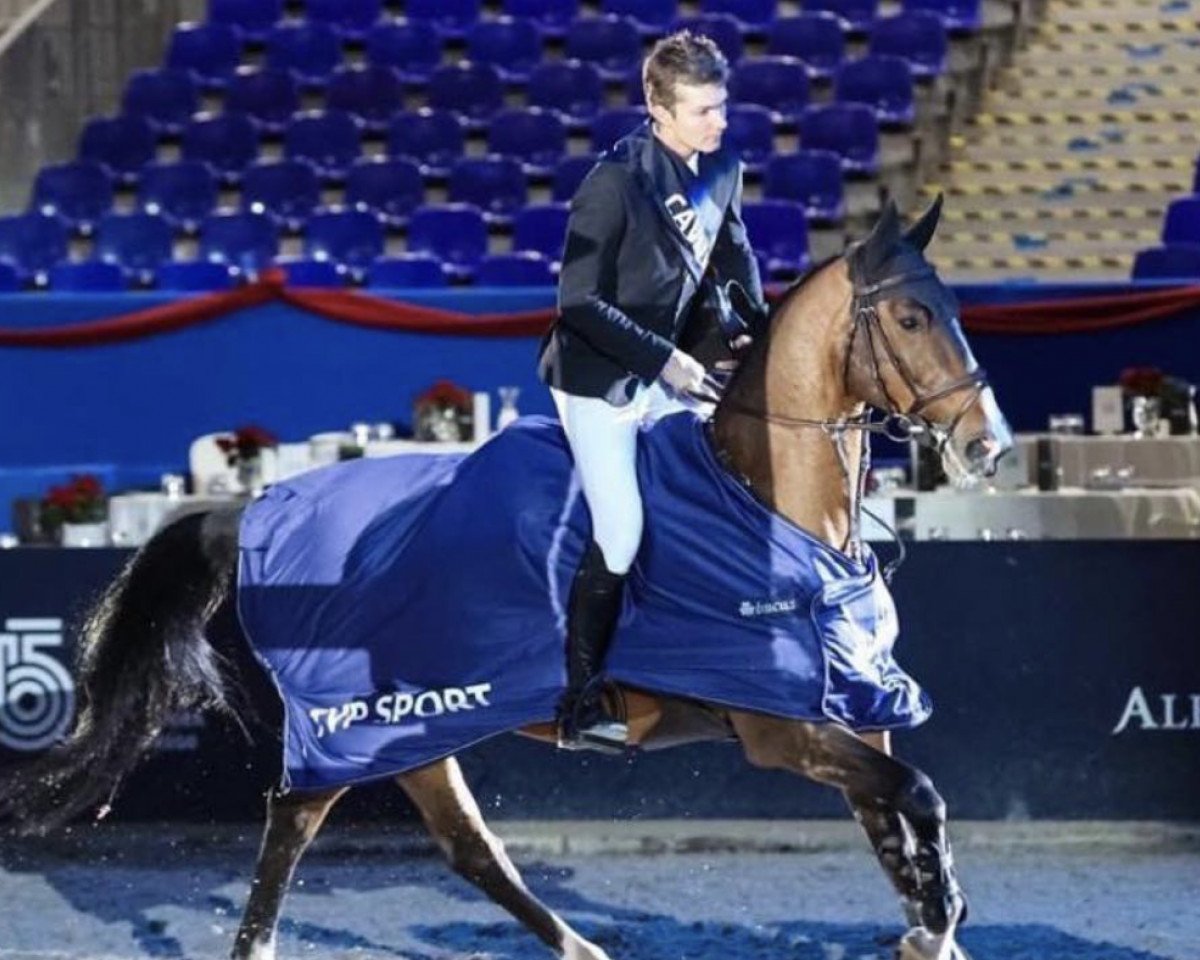 jumper Monte Carlos (anglo european sporthorse, 2013, from Temple Claudius)