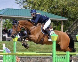 jumper Indian Rose HW (KWPN (Royal Dutch Sporthorse), 2013, from Sam R)