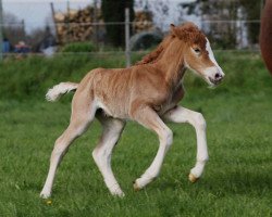 horse Feine Felizia (Black Forest Horse, 2023, from Falko)