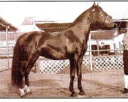 Deckhengst Elmo (Lusitano, 1962, von Guizo)