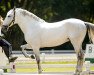 dressage horse Toleirao Da Broa (Lusitano, 2000, from Pensador)