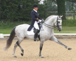 stallion Rico (Lusitano, 1998, from Hostil)