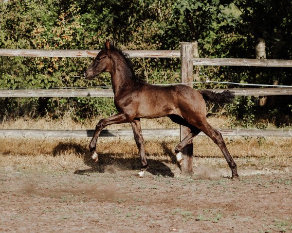 dressage horse For Vivaldi (Oldenburg, 2022, from Feinrich)