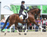 dressage horse Ali Baba (Lusitano, 2005, from Hostil)