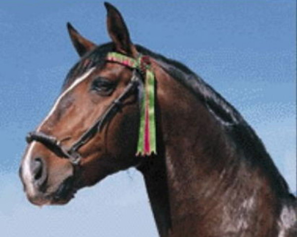 stallion Zico (KWPN (Royal Dutch Sporthorse), 1981, from Nilo)