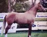 stallion Invulgar (Lusitano, 1990, from Icaro)