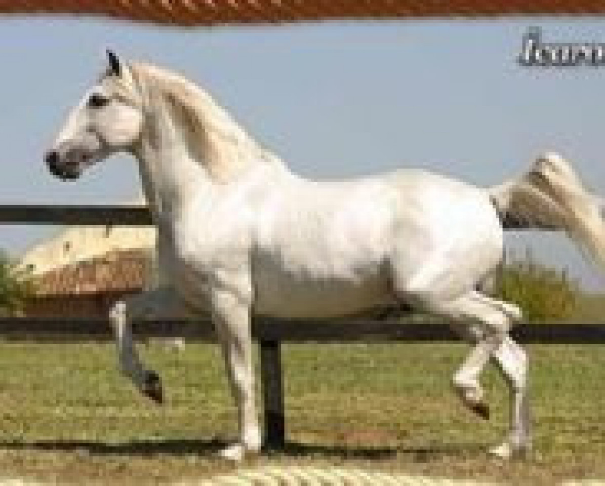 Deckhengst Icaro (Lusitano, 1985, von Yacht)