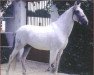 stallion Estribilho (Lusitano, 1963, from Primavera)