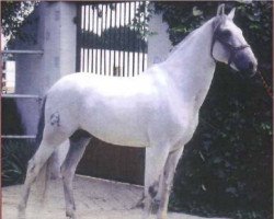 Deckhengst Estribilho (Lusitano, 1963, von Primavera)