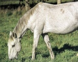 Zuchtstute Saloia II (Lusitano, 1976, von Nilo)