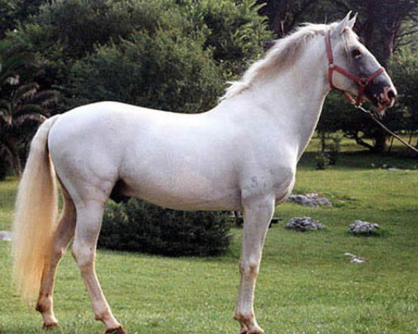 stallion Danubio (Lusitano, 1985, from Nilo)