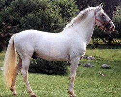 Deckhengst Danubio (Lusitano, 1985, von Nilo)