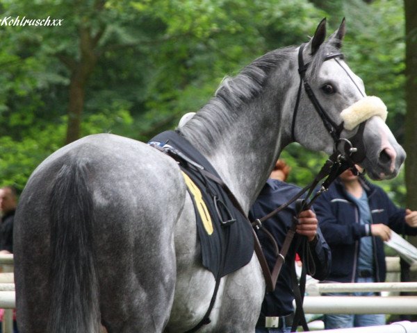 stallion Fort Good Hope xx (Thoroughbred, 2013, from Santiago xx)