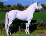 horse Finorio (Lusitano, 1987, from Nilo)