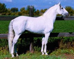 Pferd Finorio (Lusitano, 1987, von Nilo)