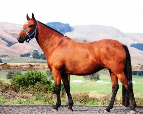 broodmare Energia Da Ferraria (Lusitano, 2009, from Quixote)