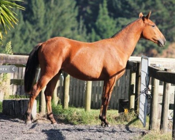 dressage horse Jupiter Cruzeiro do Sul (Lusitano, 2014, from Ali Baba)