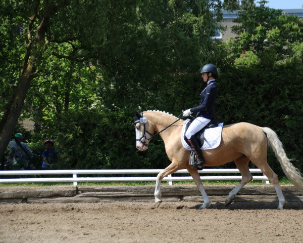 dressage horse Daniekje (German Riding Pony, 2016, from Darubi Gold)