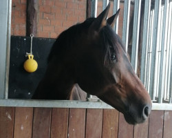 dressage horse Firlefranz 8 (Oldenburg, 2014, from Tannenhof's Fahrenheit)