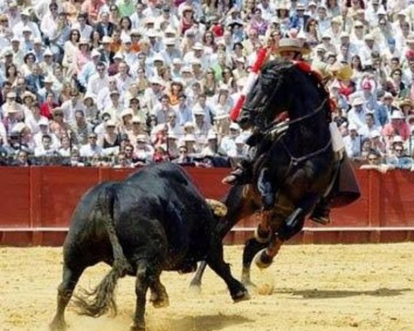 Pferd Oeste (Lusitano, 1995, von Neptuno)