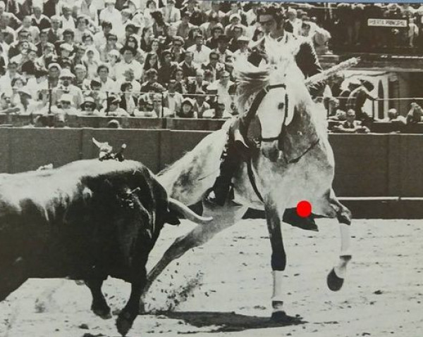 stallion Neptuno (Lusitano, 1971, from Firme)