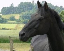 stallion Didiman (UK Warmblood, 1991, from Didi)