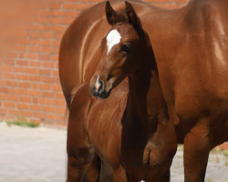 dressage horse Donnerstern (Westphalian, 2023, from Demetrius)