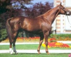 stallion Vent de la Source (Selle Français, 1987, from Odin de la Cense)