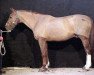 stallion Renato II (Selle Français, 1983, from Artichaut)