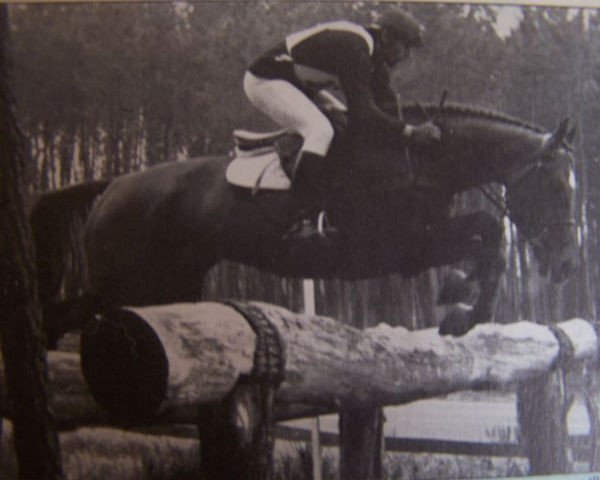 stallion Chupa Chups AA (Anglo-Arabs, 1974, from Xarex AA)