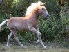 Dressurpferd Stanley (Haflinger, 2022, von Sterntaenzer)