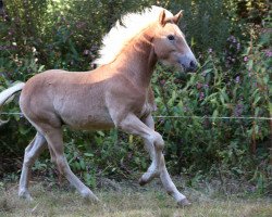 dressage horse Stanley (Haflinger, 2022, from Sterntaenzer)