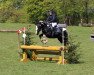 jumper Gandalf 127 (Tinker / Irish Cob / Gypsy Vanner, 2008, from Gosan Heinrichl)