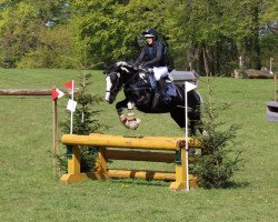 Springpferd Gandalf 127 (Tinker / Irish Cob / Gypsy Vanner, 2008, von Gosan Heinrichl)