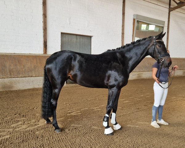 dressage horse Fashion Lady M (Westphalian, 2020, from Fashion In Black NRW)