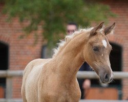 Dressurpferd Moonlight Dancer (Deutsches Reitpony, 2022, von Mescal 15)