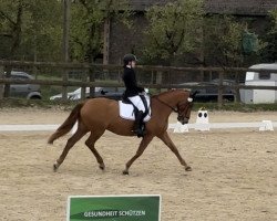 dressage horse Fürst Ferdinand 32 (Oldenburg, 2016, from Fürsten-Look)