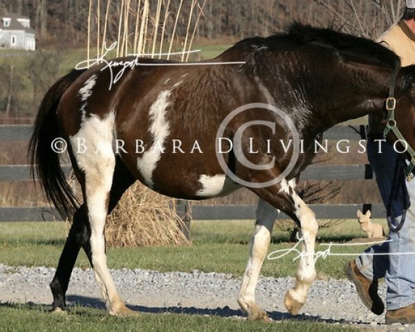broodmare Start The Rumors xx (Thoroughbred, 2002, from Racey Remarque xx)
