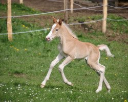 horse Starlino VR (Haflinger, 2023, from Stano)